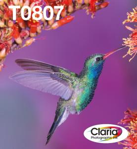Ink Cartridge - T0807 Hummingbird - 44.4ml - Black/ Yellow/ Cyan/ Magenta/ Light Magenta/ Light Cyan